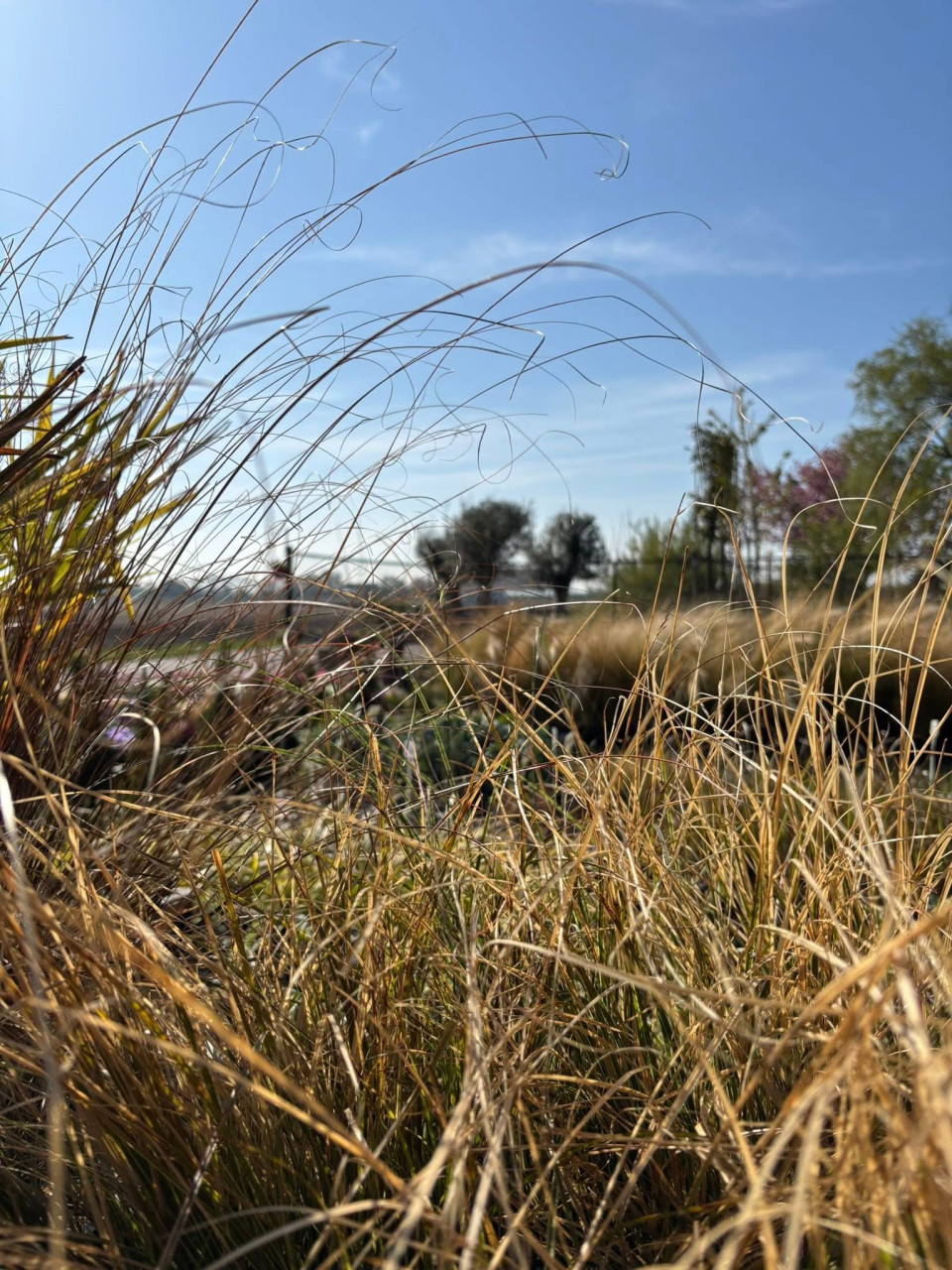 BUITENPLANTEN, SIERGRASSEN,BOMEN, BLOEIERS EN MEER ook voor binnen!