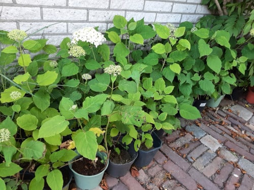 Hortensia Annabelle