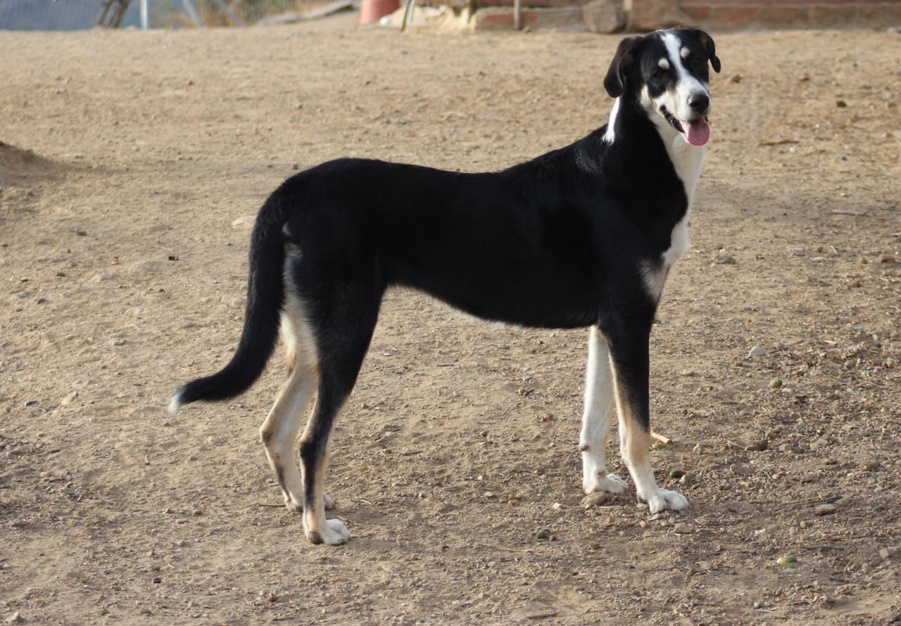 Alora Dog Rescue: Bibi, deze grote dame zoekt een grote mand