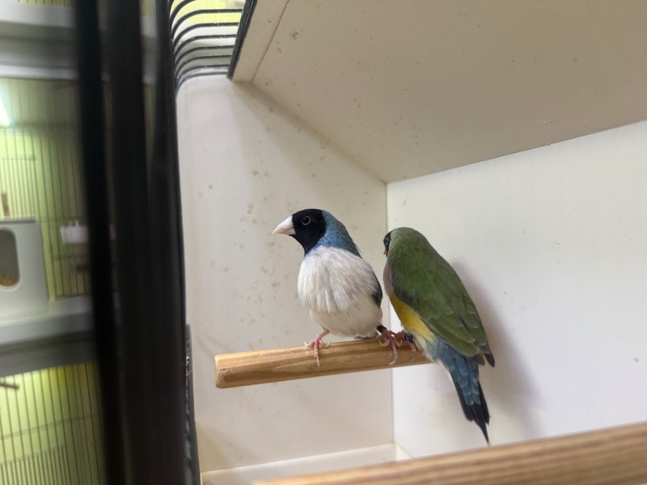 Gouldamadine koppel adv2 blauw