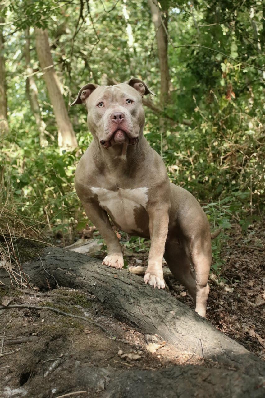 Dieren fotoshoot