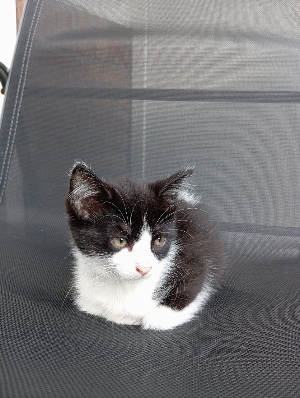 Kitten vrouwtje