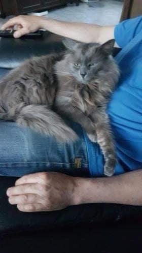 Aanhankelijke Ragdoll x Nebelung katertje