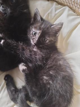 Kitten - vrouwtje