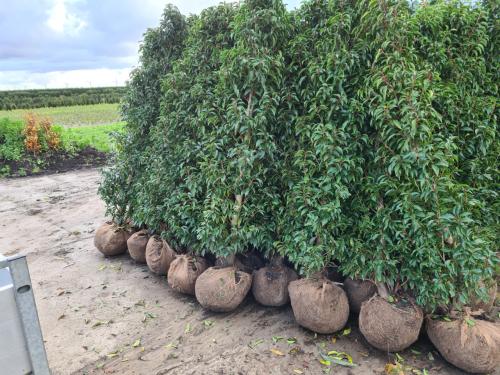 Portugese laurier haagplanten in alle hoogtes