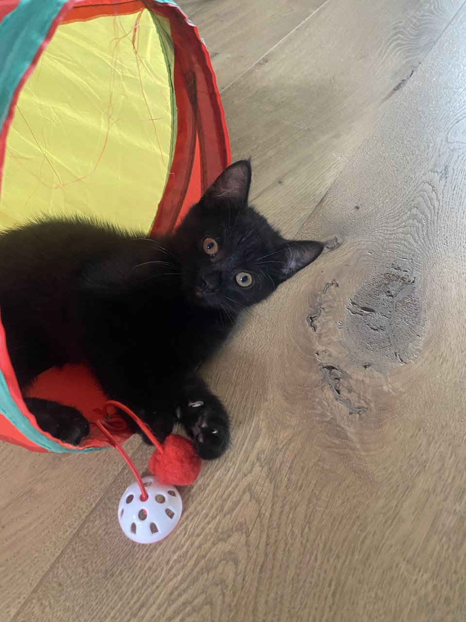 Kittens Bengaal- blauwe Rus