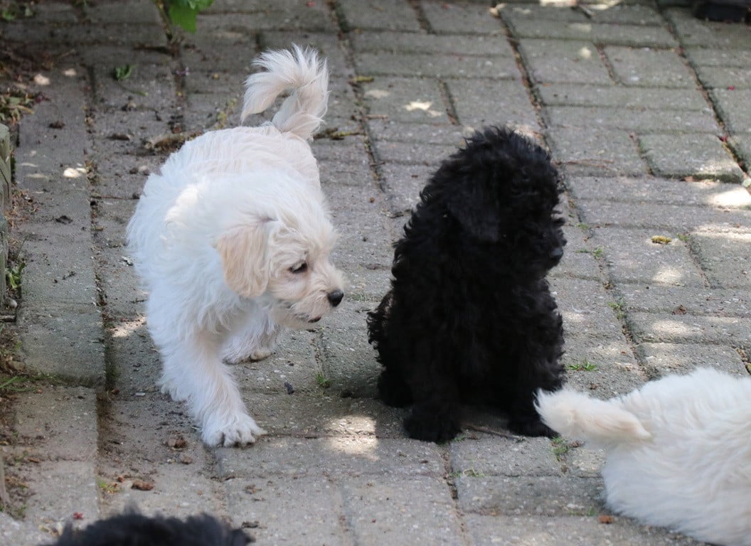 Maltipoo pups beschikbaar