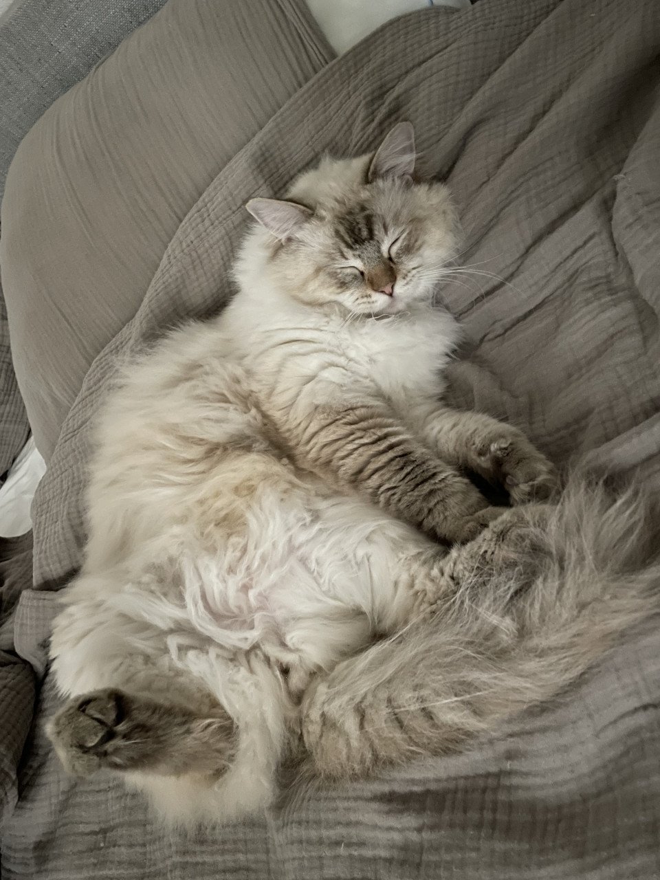 Ragdoll katers