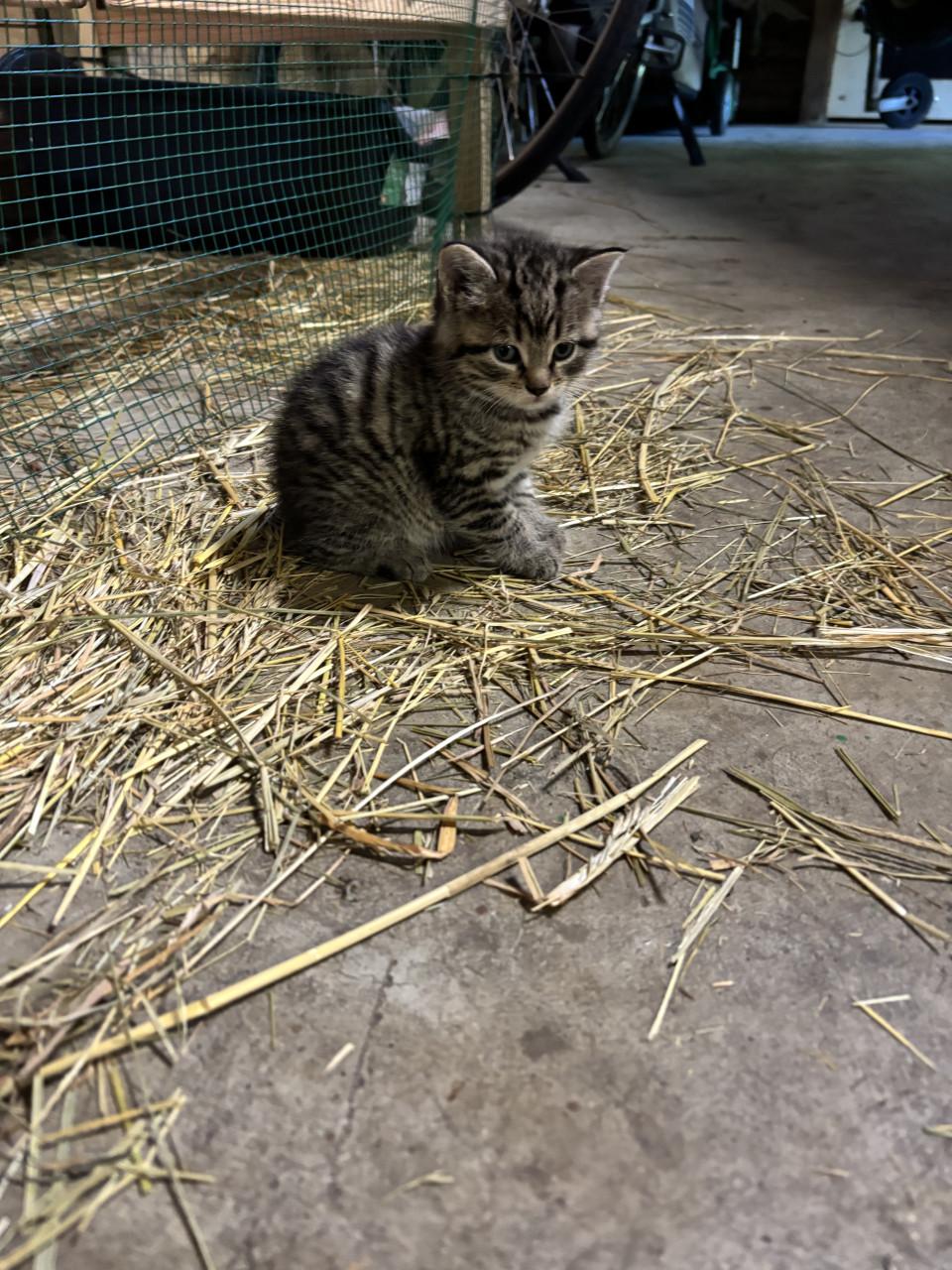 4 boerderij kittens