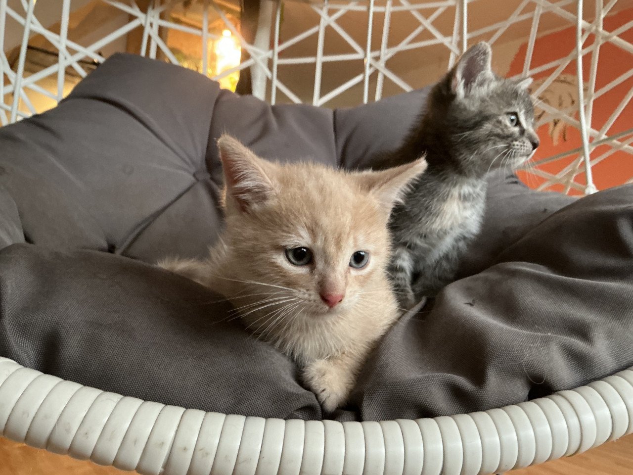 Kittens te koop