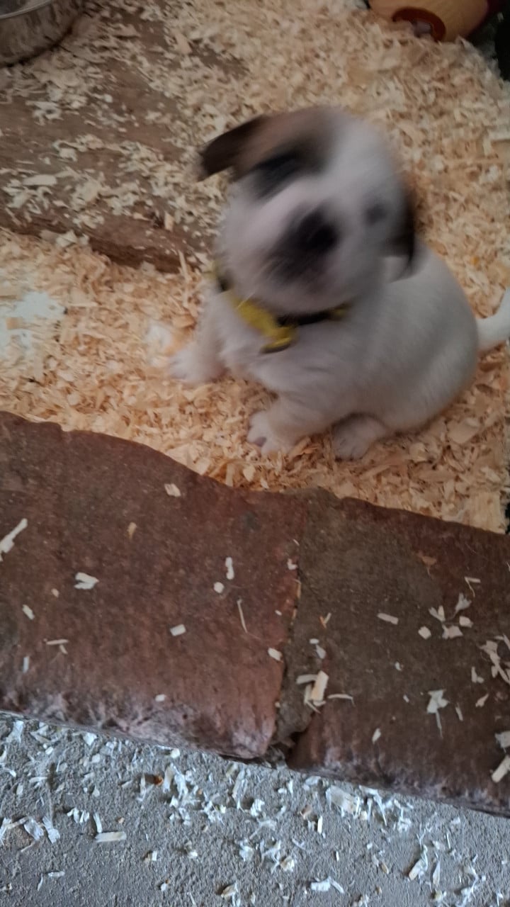 Aangeboden Jackrussell pup