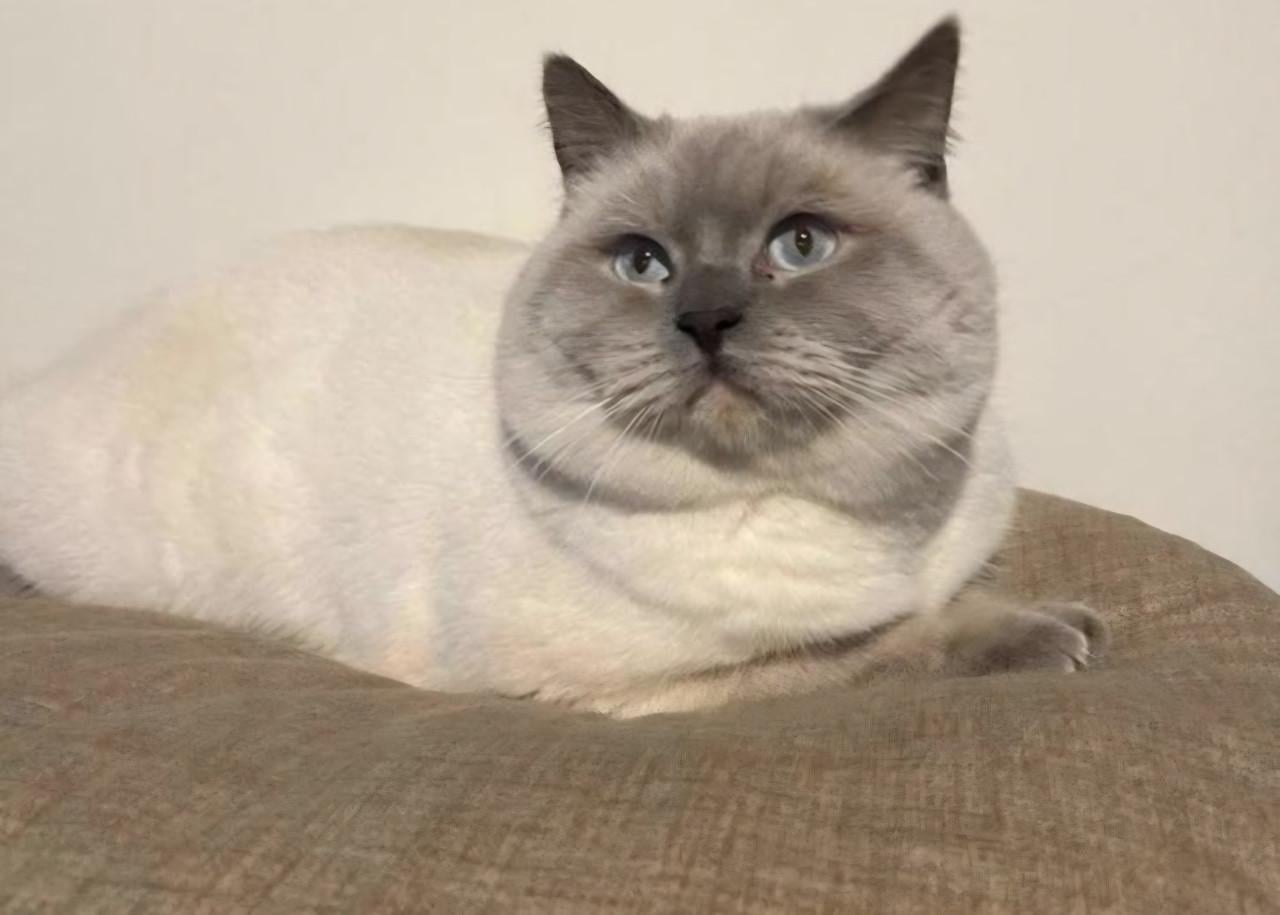 Brits korthaar kittens