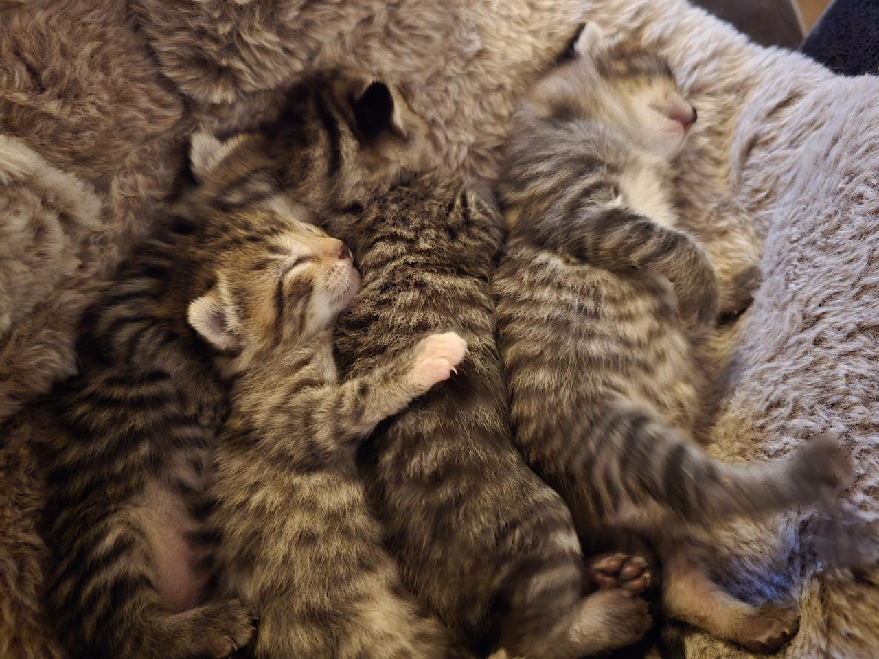 Gebroeders Knuffel en Truffel op zoek naar een nieuwe hoekbank