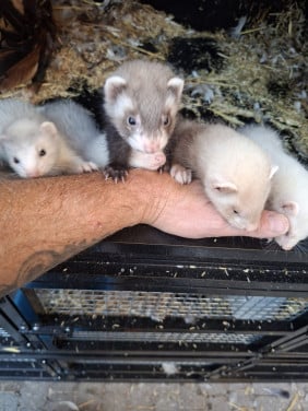 Fretten pups