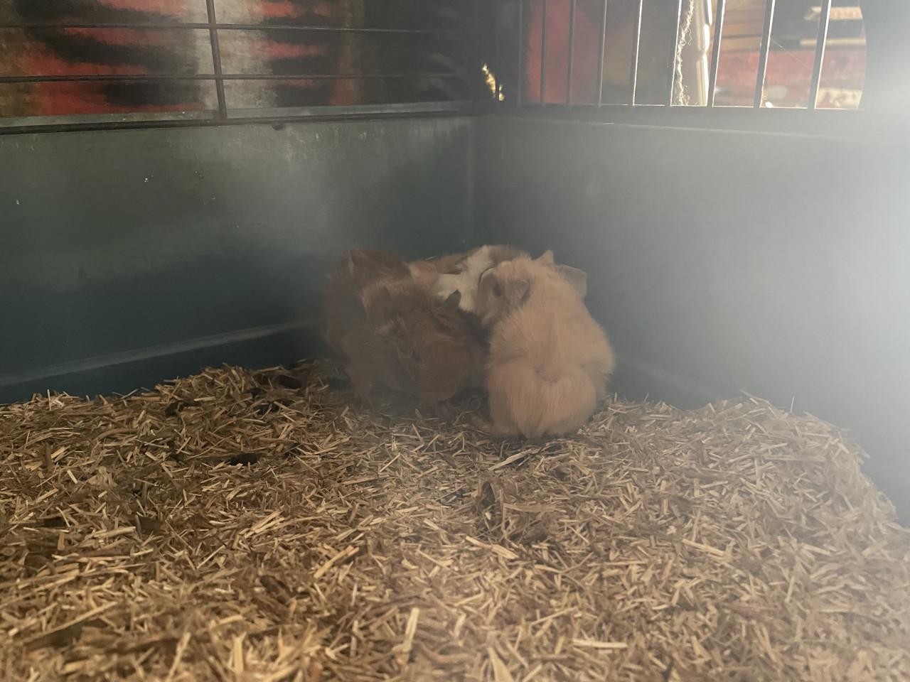 Knappe borstel baby cavia’s!!