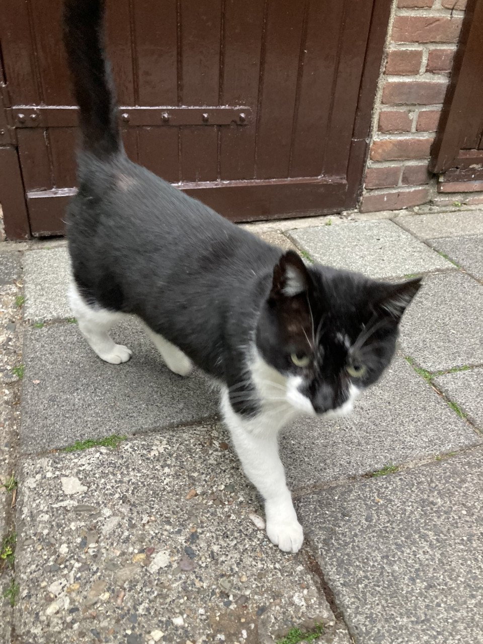 Kater Kareltje