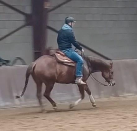 Gratis verzorgpaard (Quarter Horse)