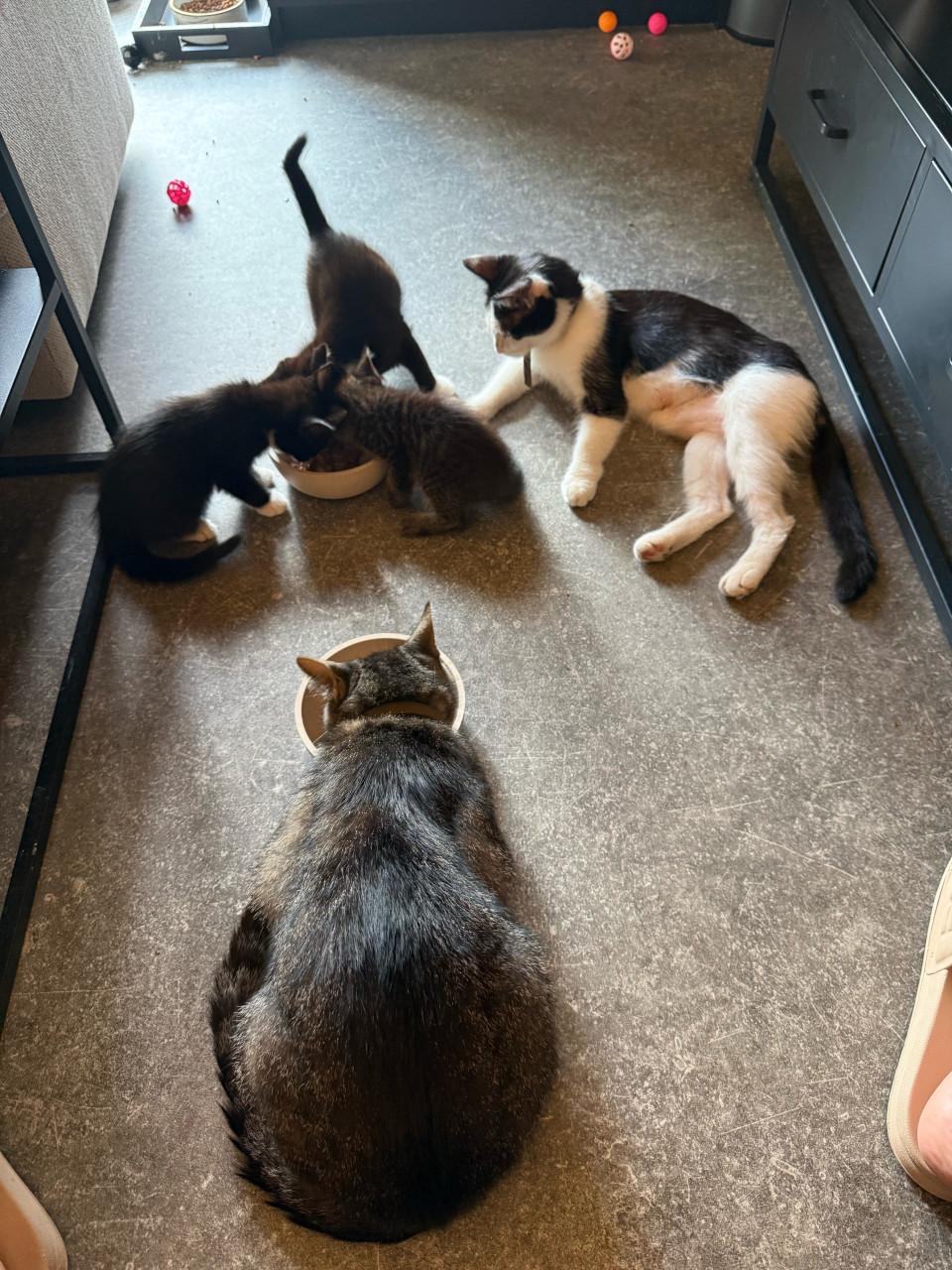 Kittens