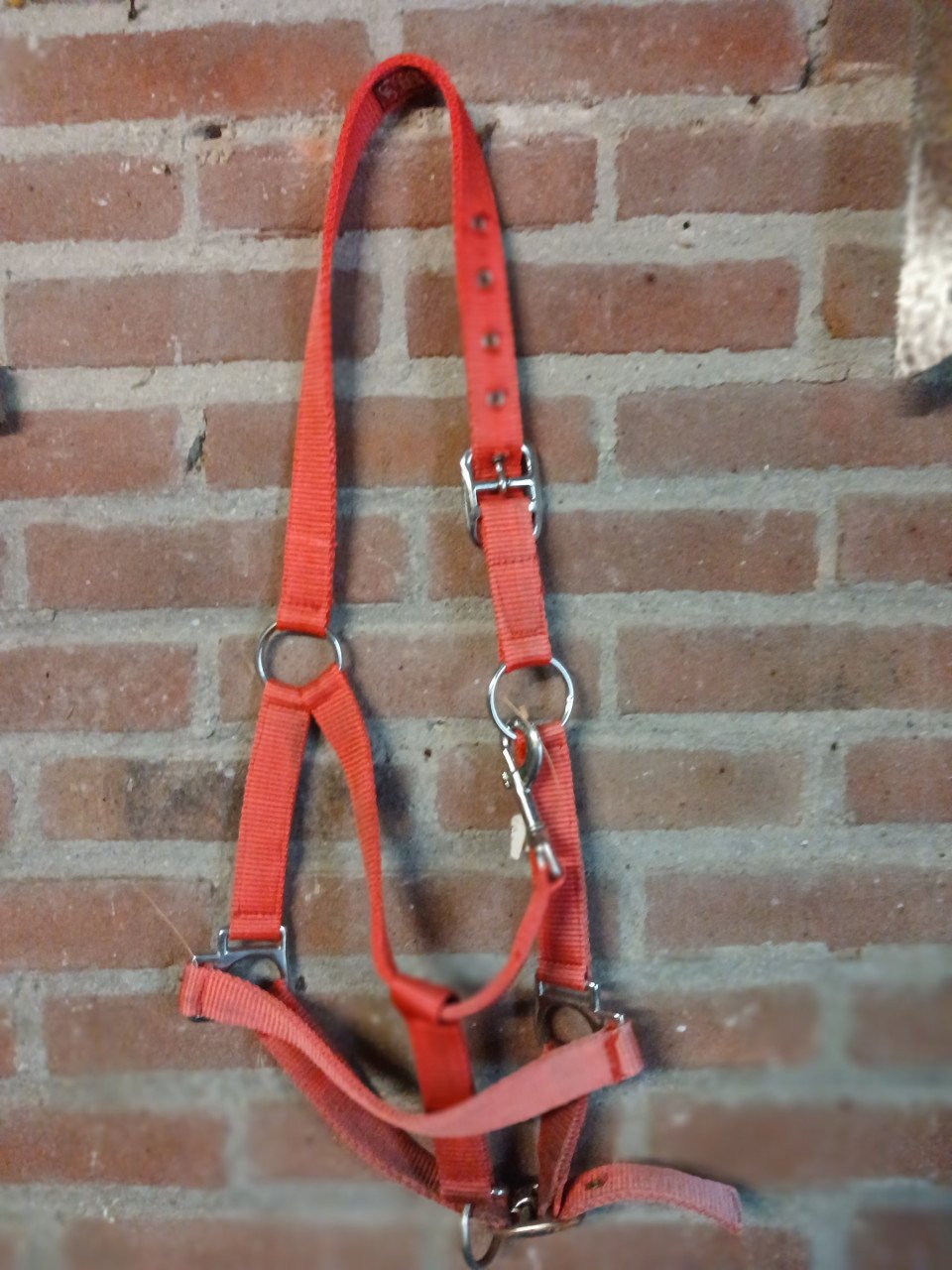 Halsters pony en full