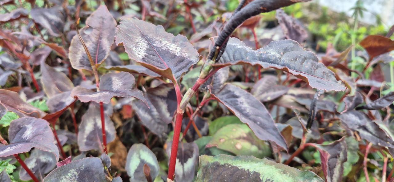 Vaste planten, verantwoord gekweekt