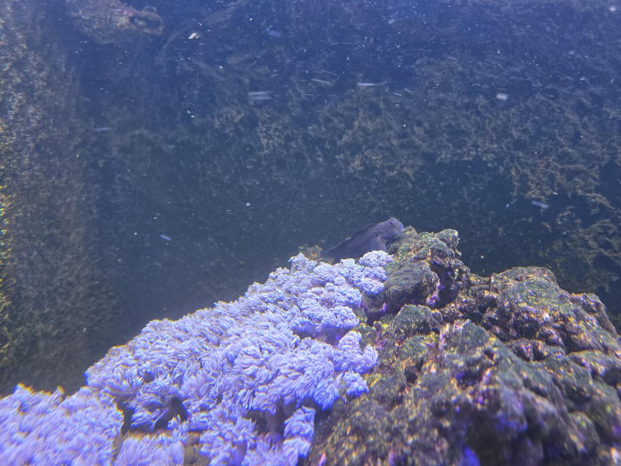 Mooi zeewater Aquarium