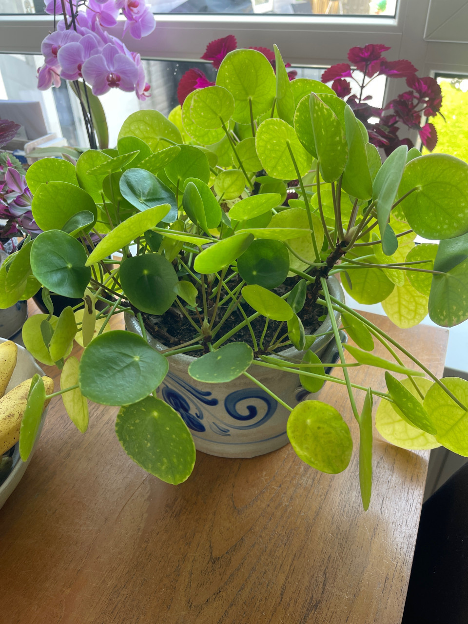 Kamerplanten