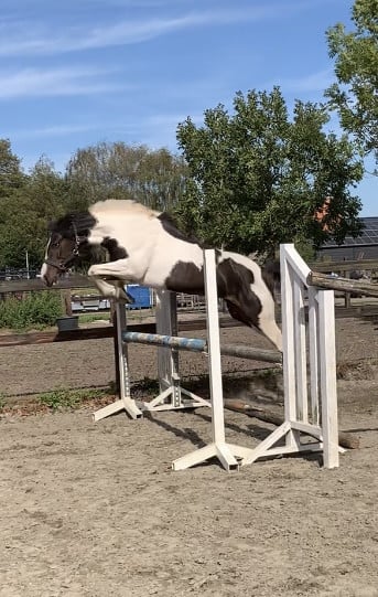 Prachtige allround recreatie merrie
