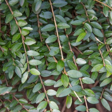 Struikkamperfoelie, mooie vervanger van buxus