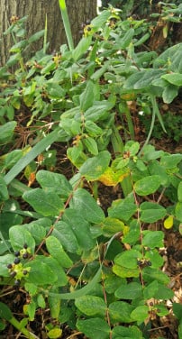 Hertshooi (Hypericum) ca. 80 cm  hoog