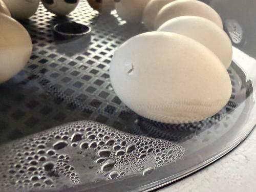 Cochin kriel gezocht