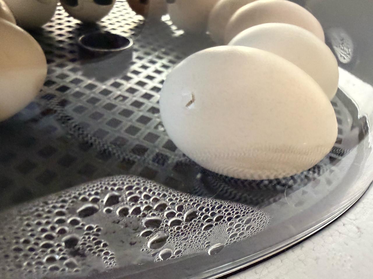 Cochin kriel gezocht