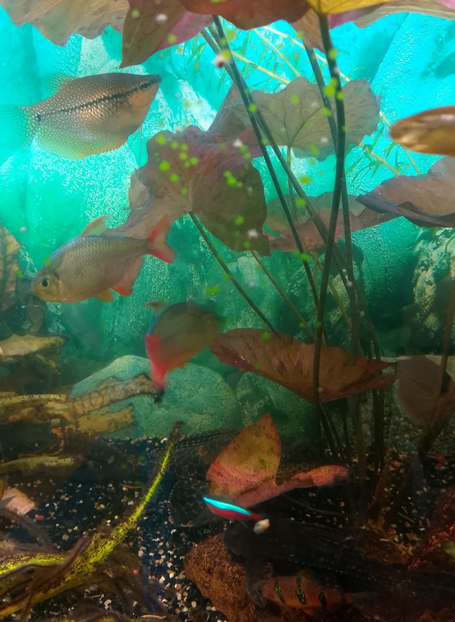 Te koop aquarium vissen