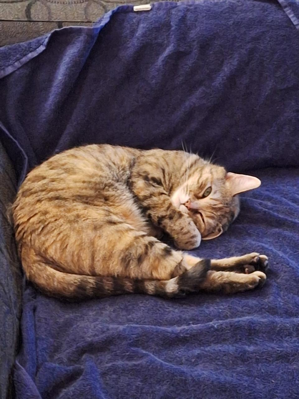 Goed thuis gezocht voor Loesje