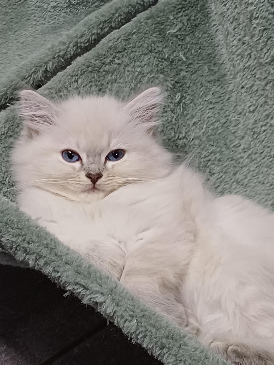 2 prachtige Ragdoll kittens beschikbaar (2 poesjes)