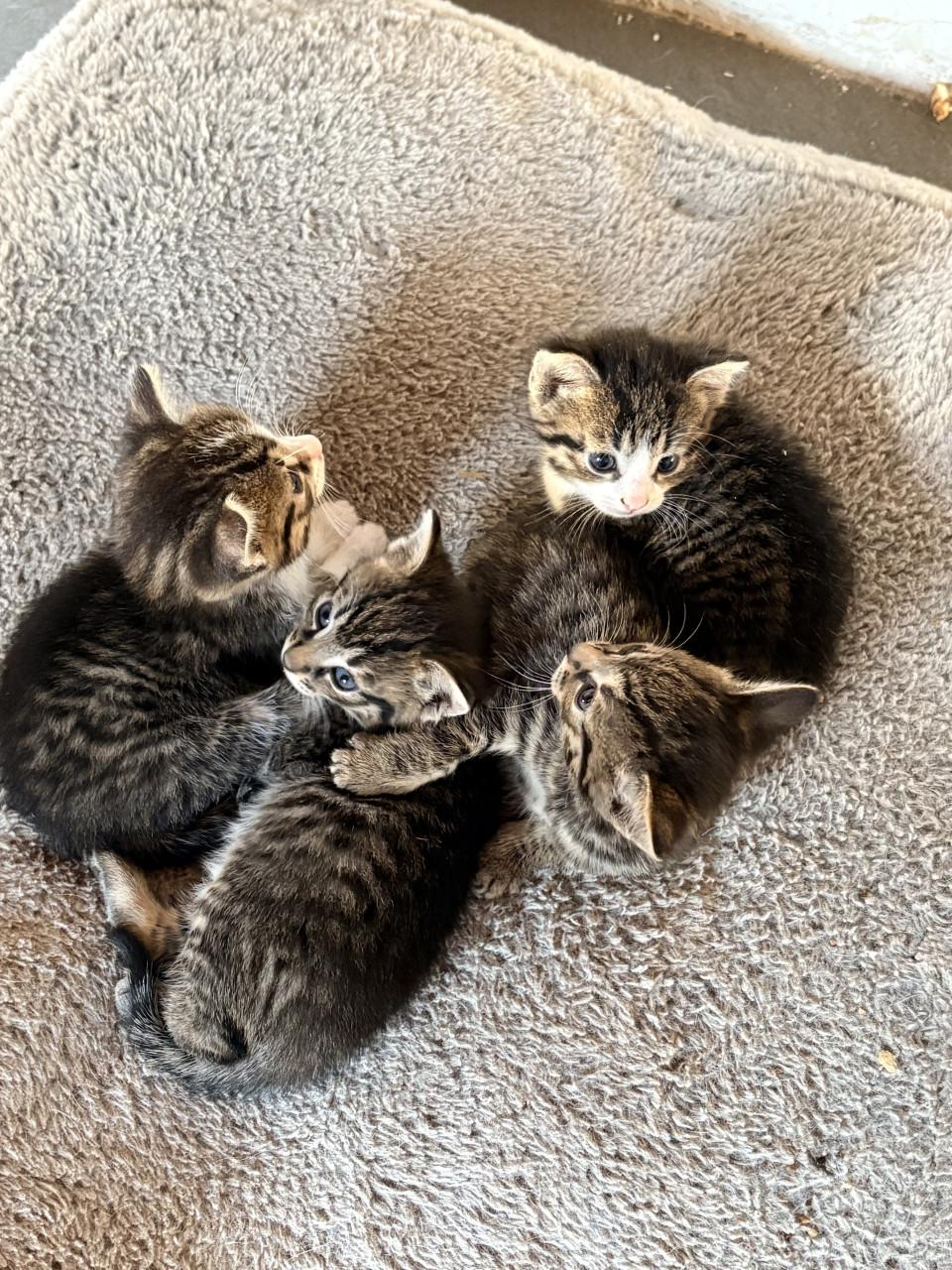 Kittens te koop