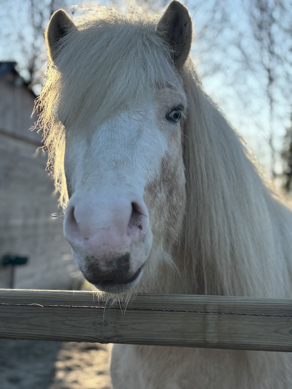 Ter dekking: palomino IJslandse hengst (draagt zilverappel)