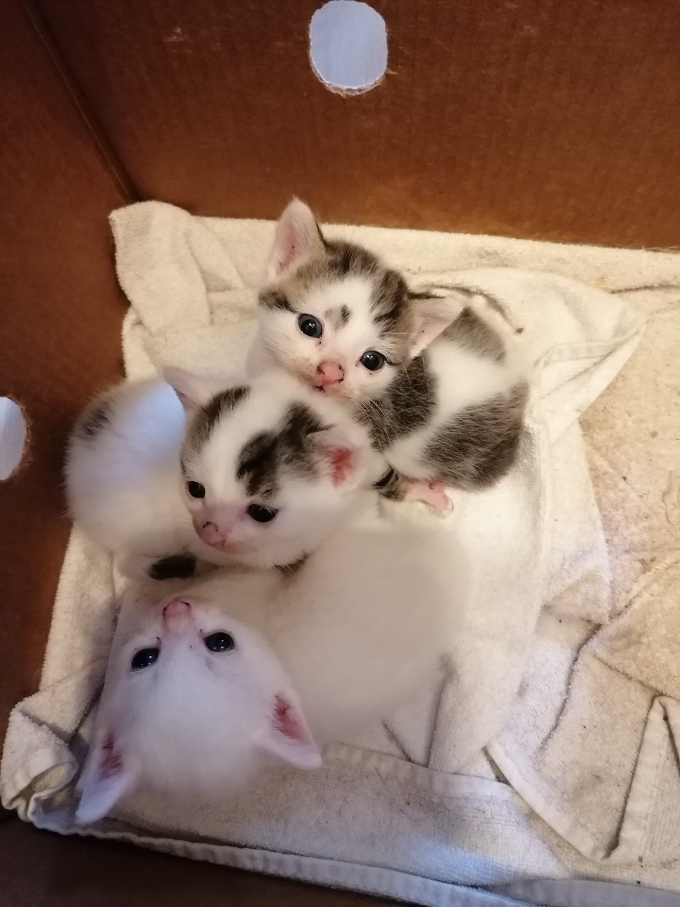 Kittens