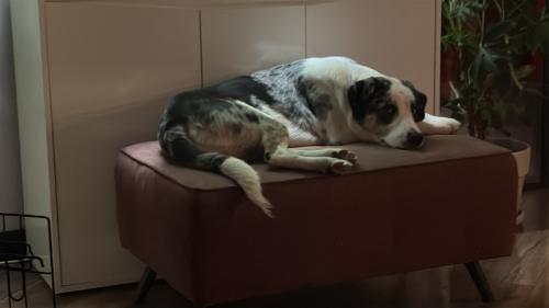 Baasje gezocht voor onze lieverd