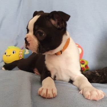 Boston Terriër Puppy ter adoptie