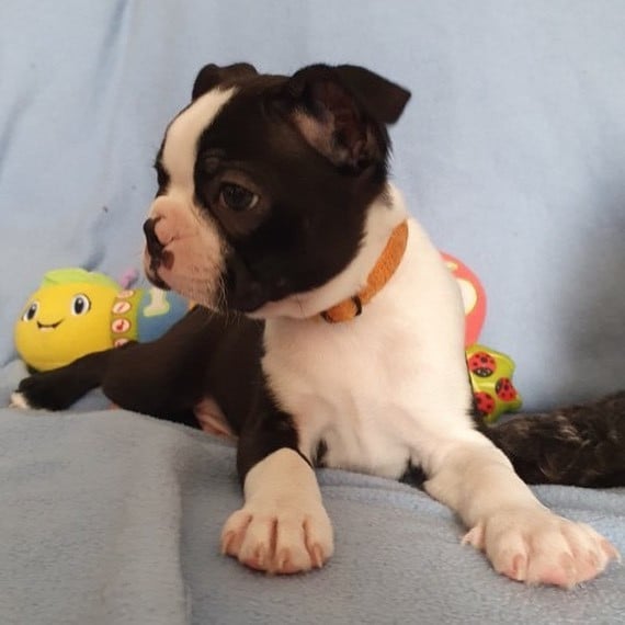 Boston Terriër Puppy ter adoptie