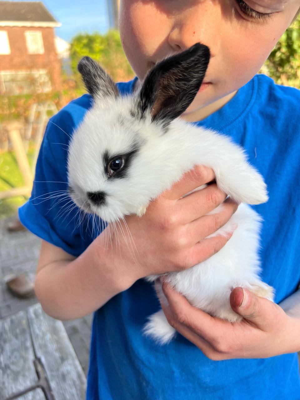 Jonge franse hangoren