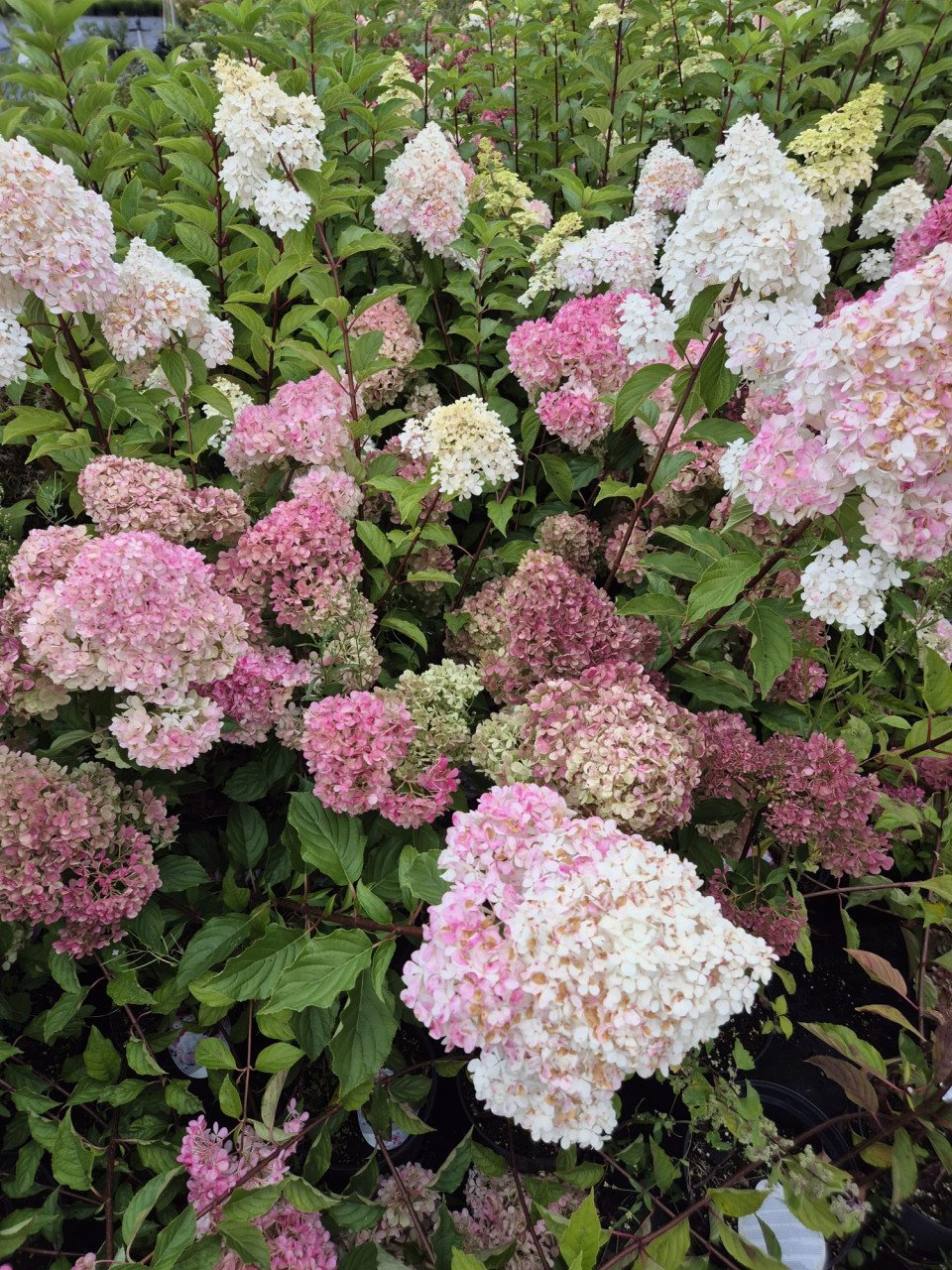 Pluimhortensia Fraise Melba