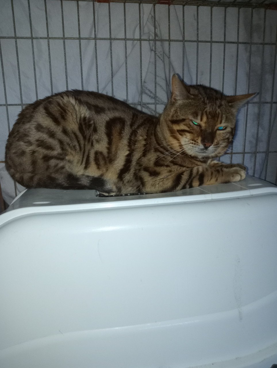 2 bengaal kittens