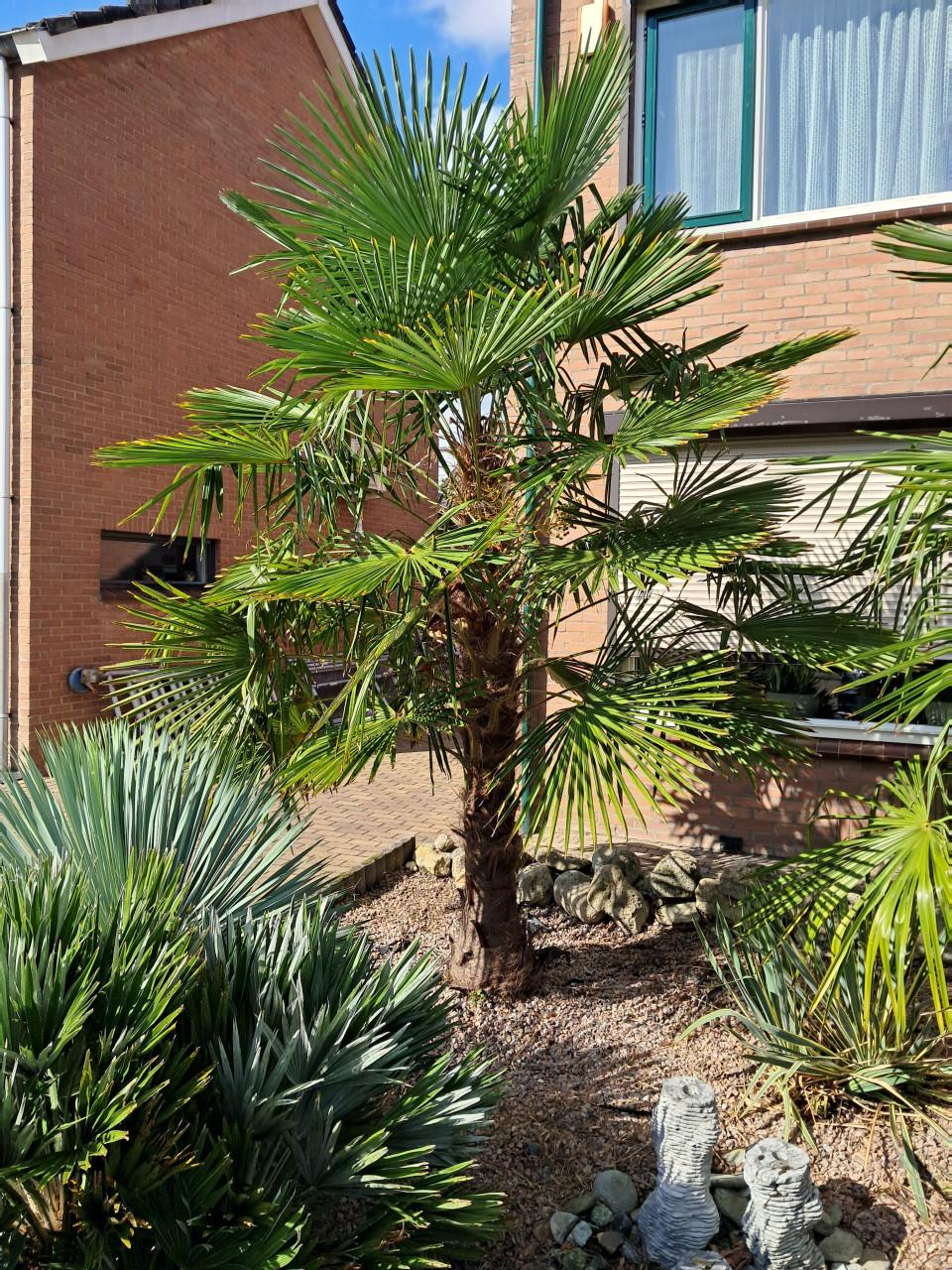Palmbomen