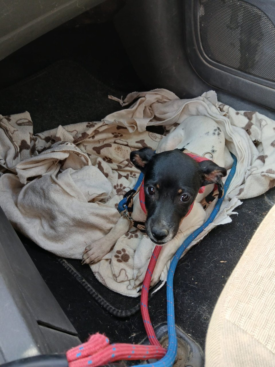 Alora Dog Rescue: Kleine Cristi liep verdwaald rond