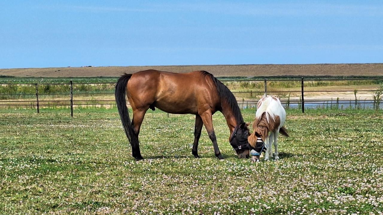 9 jarige ruin zoekt fijne stal en wei
