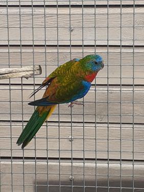 Turquoisineparkiet  ( popje 2025.)