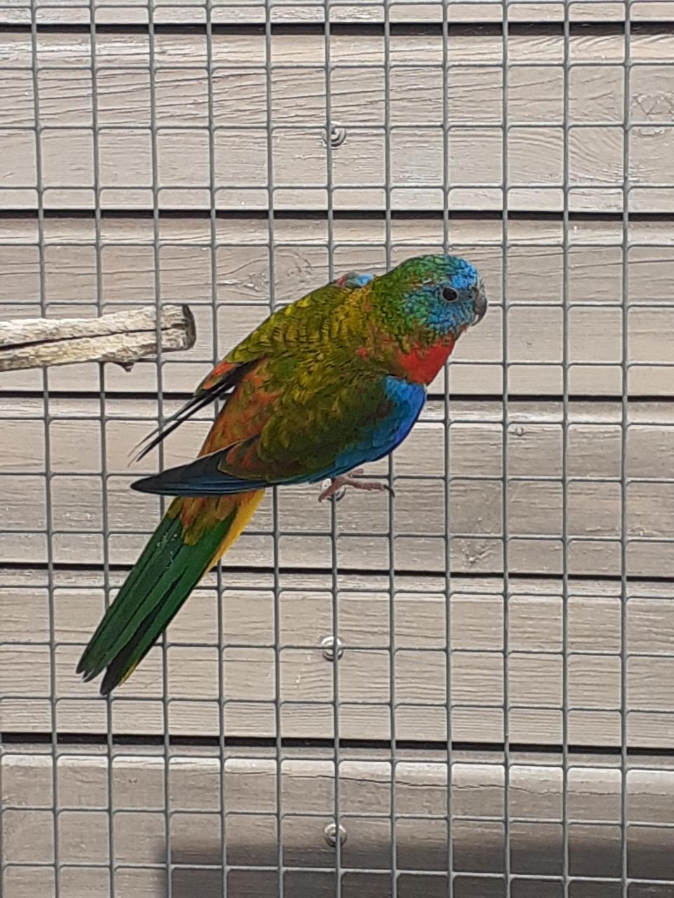 Turquoisineparkiet  ( popje 2025.)