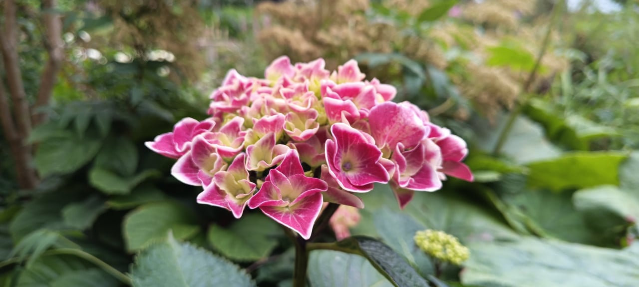 Open Tuindagen 28 + 29 juni van 10:00 tot 18:00 uur, demo en expositie !