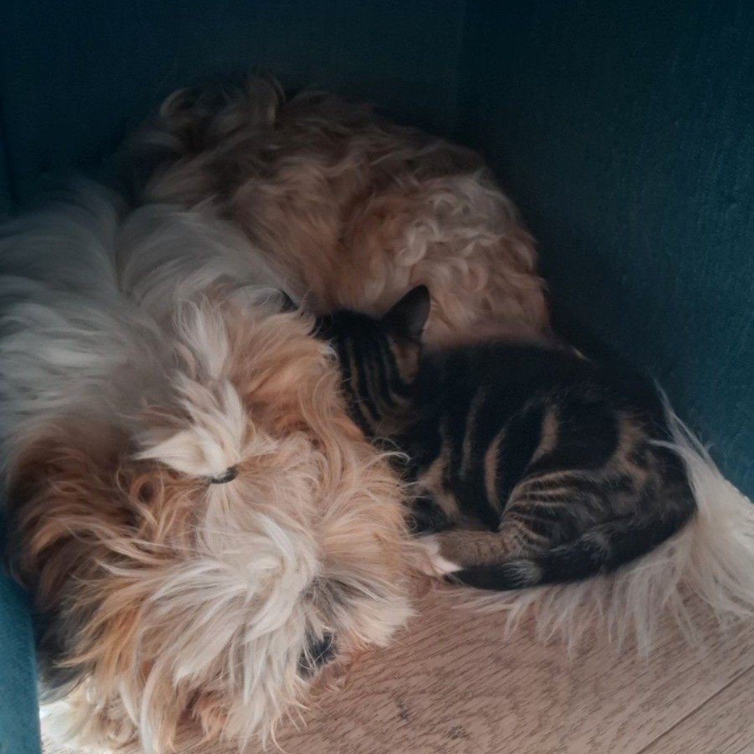 Vriendelijke vrolijke boomer reu 1 jaar